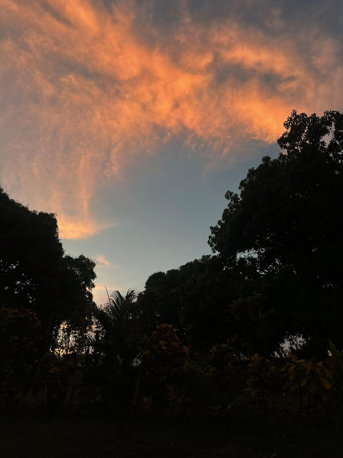 Orange sunset clouds over the treetops