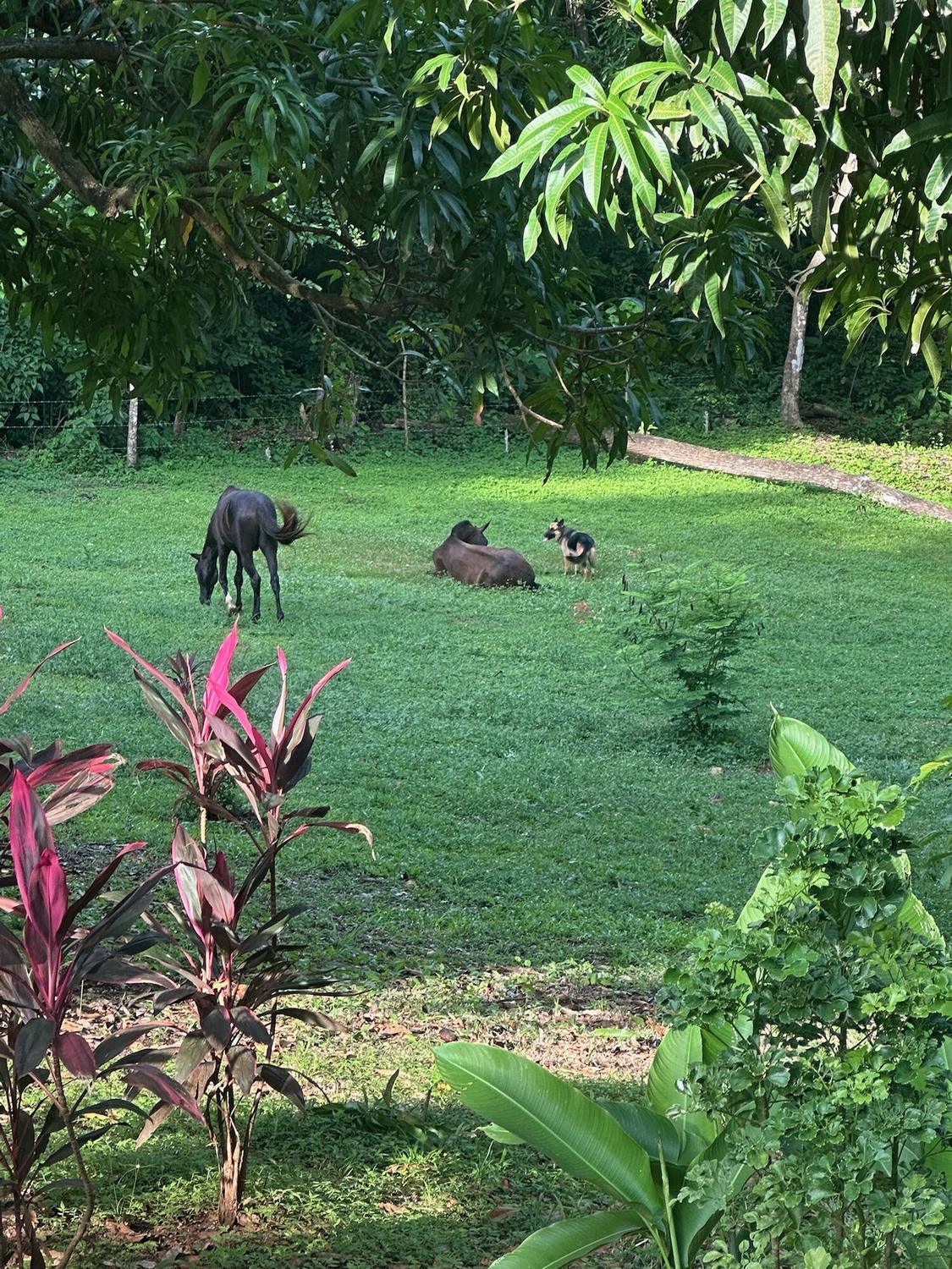 Horses grazing on the lawn
