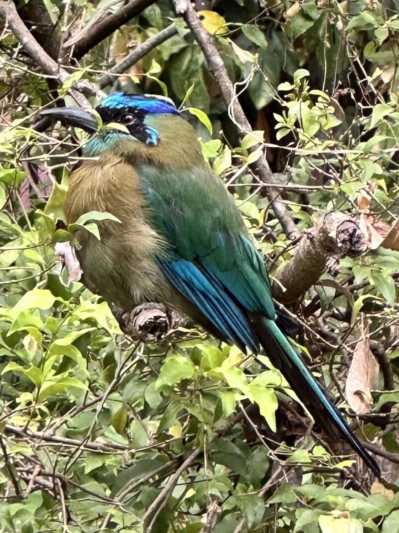Motmot with blue crown in the foliage