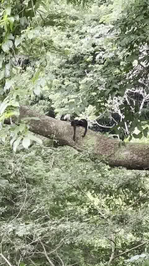 White-faced capuchin resting on a branch