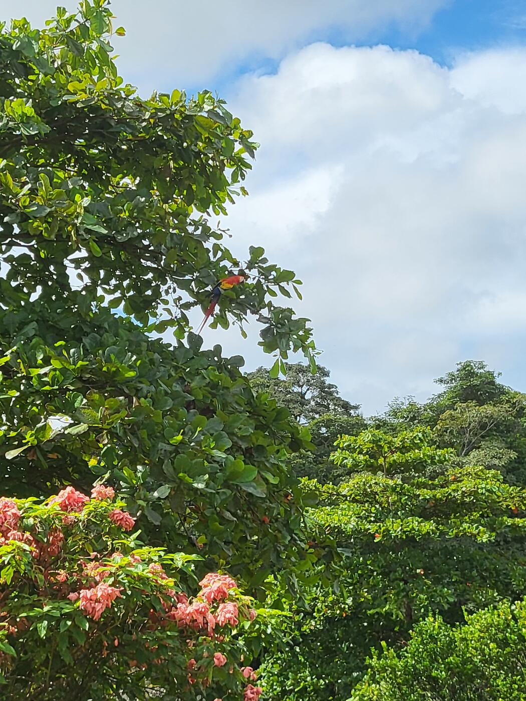 árbol en flor