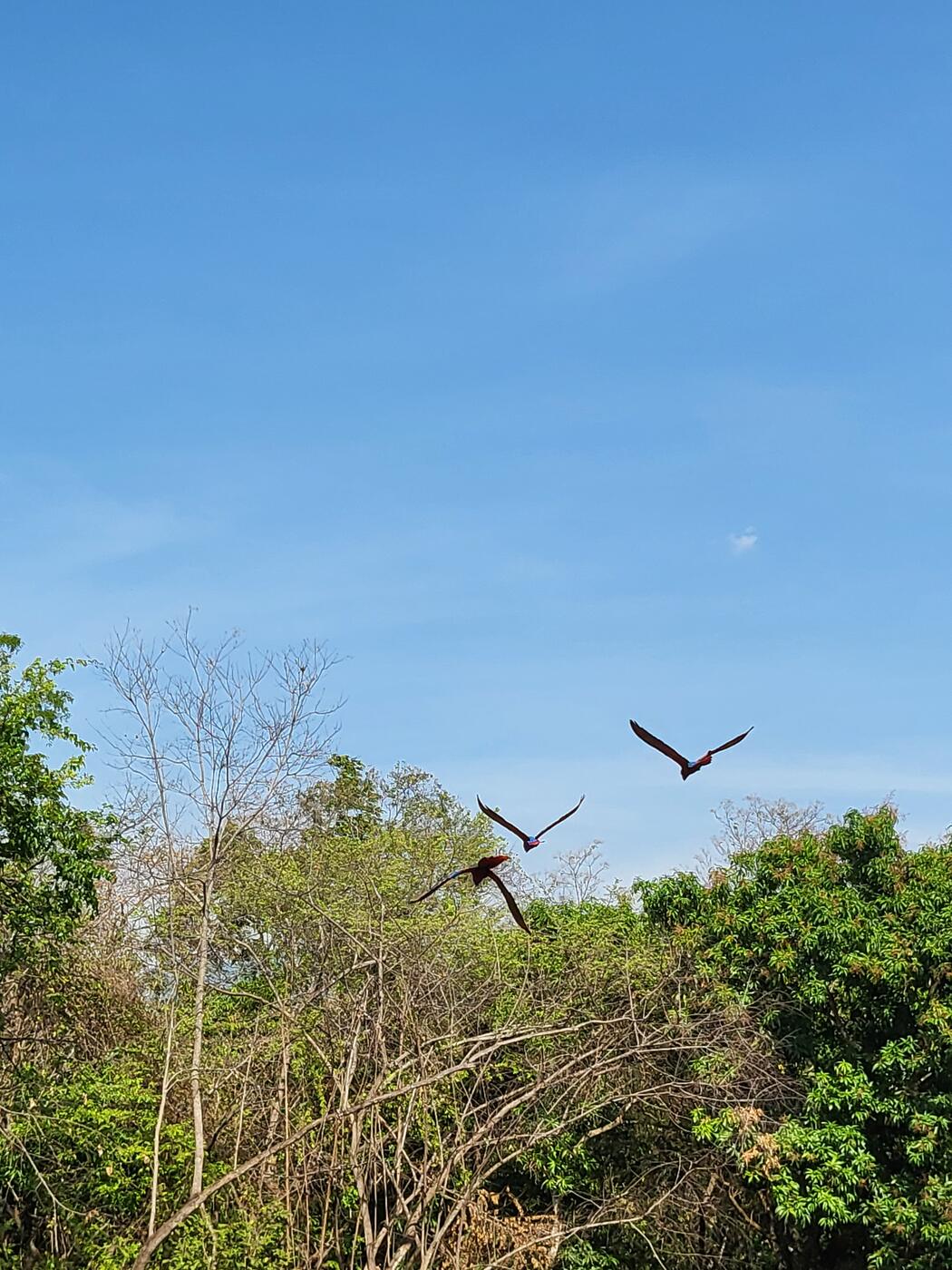 aves en vuelo