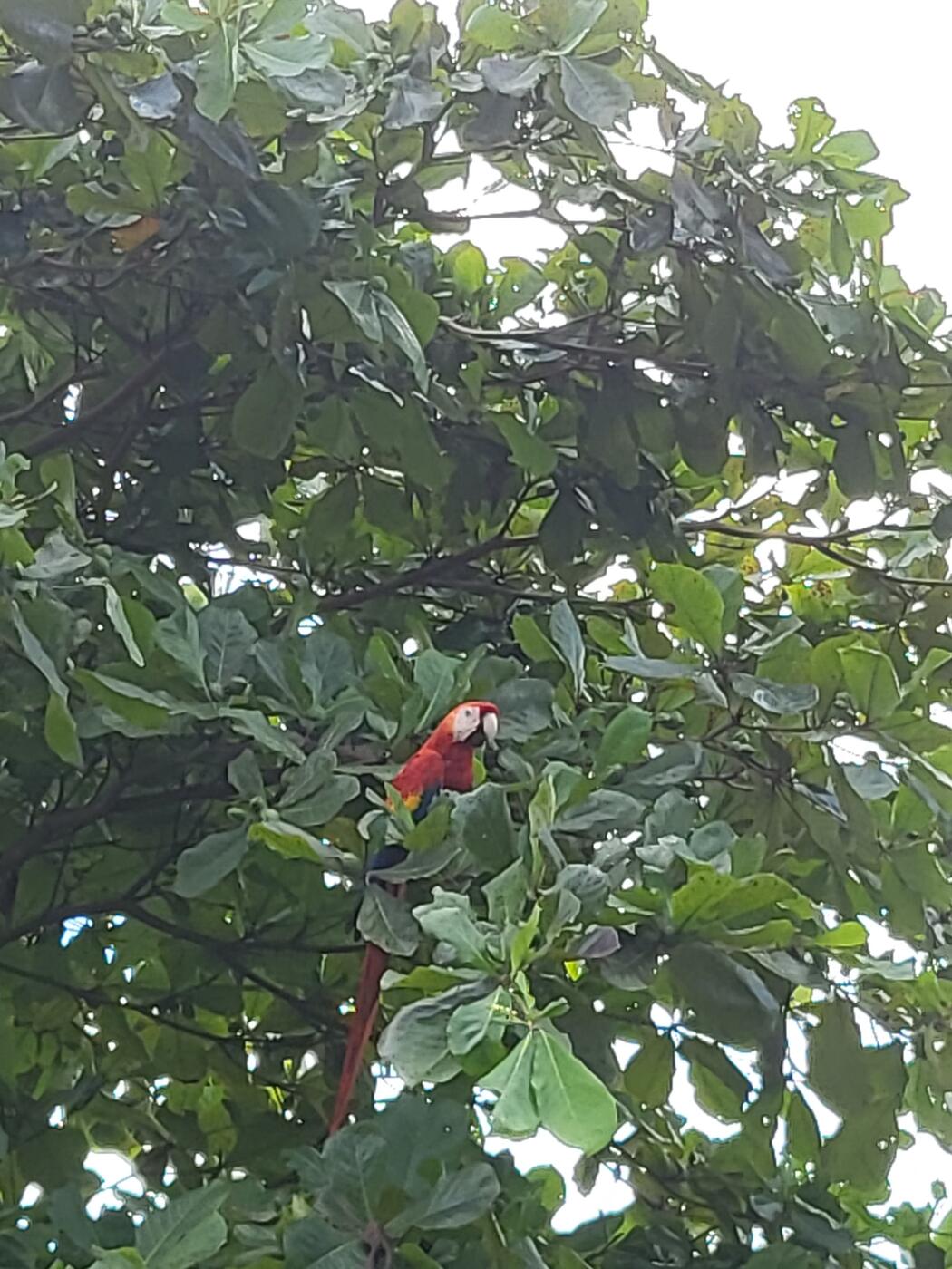lapa roja