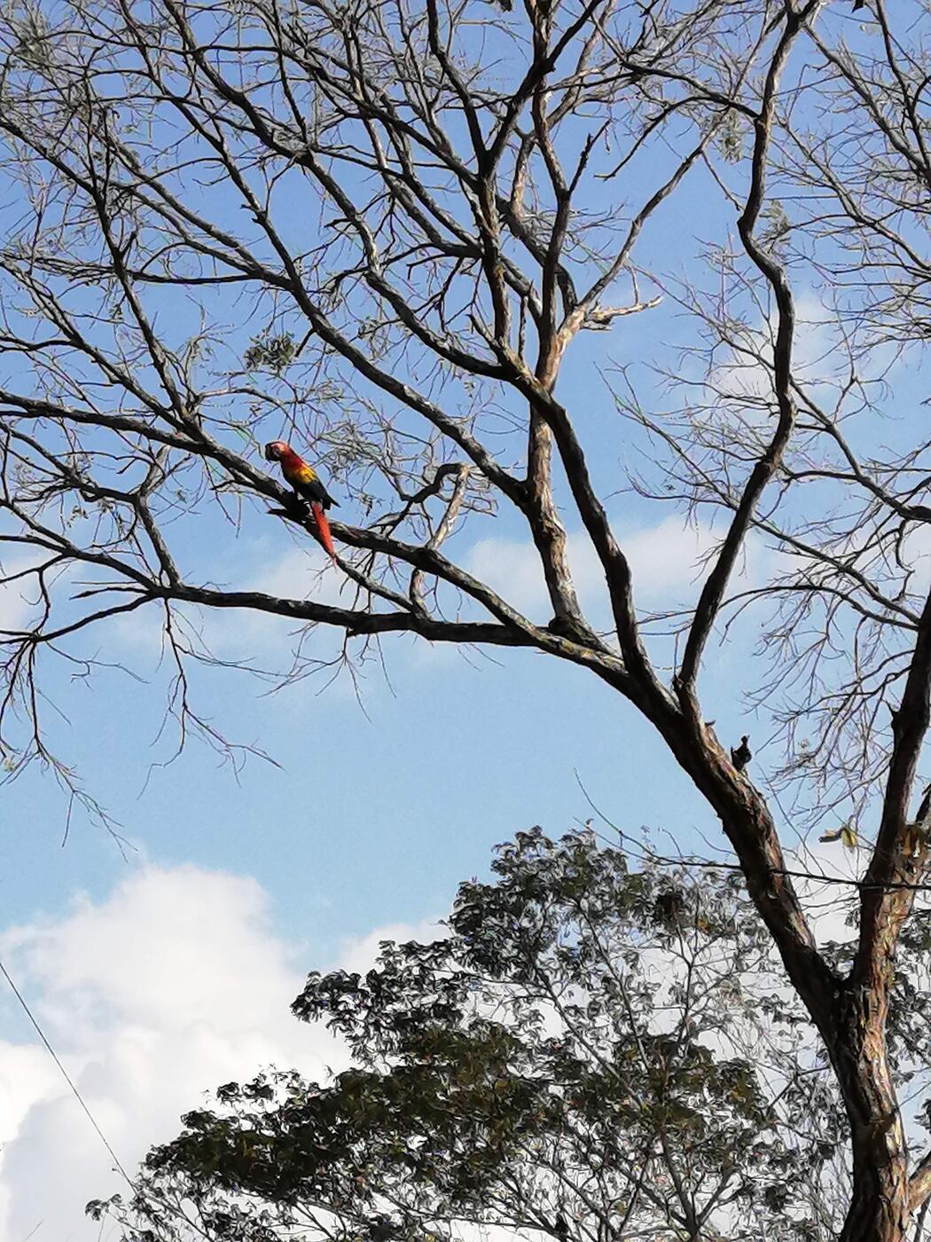 Scarlet macaws perched on the bare branches of a tall tree
