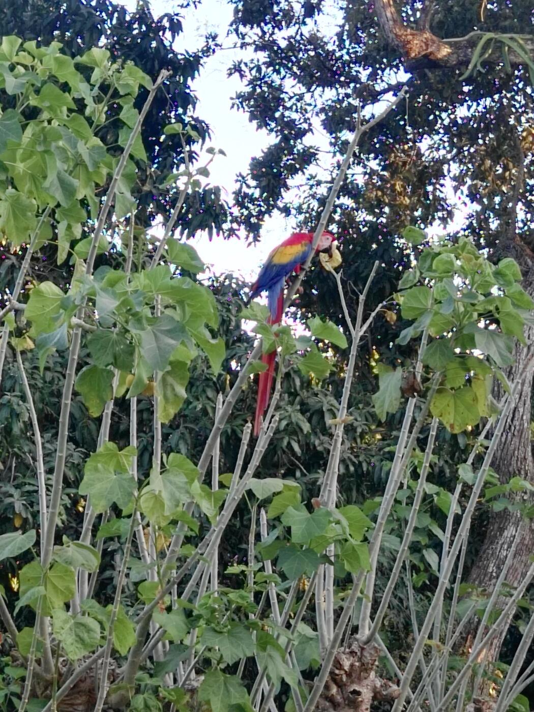 lapas rojas · scarlet macaws